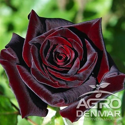 trandafir baccara|Black Baccara .